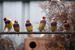finches-4896851_150-4896851 finches, birds, small, colorful, sweet, springs, caged birds, red, lila, fun, kul, nature, finches, finches, finches, finches, finches, lila